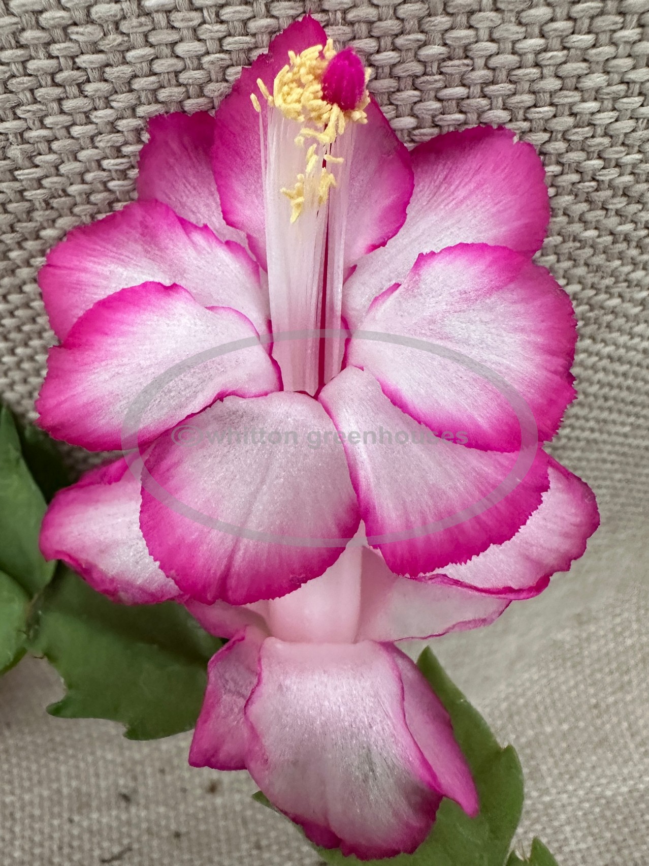 (image for) Magenta Brim